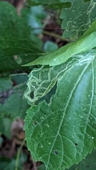 Liriomyza eupatoriella