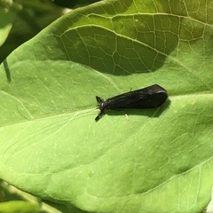 Mystacides sepulchralis