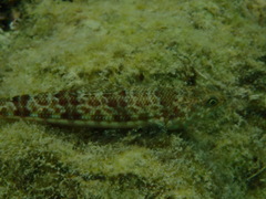Synodontidae