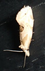 Aethes angustana