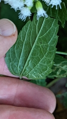 Liriomyza eupatoriella