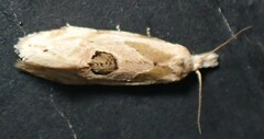 Aethes angustana