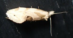 Aethes angustana