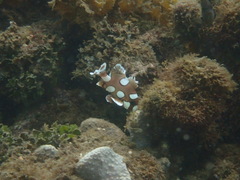 Plectorhinchus