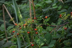 Rosa nutkana