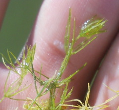 Chara aspera