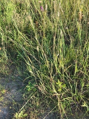 Bothriochloa laguroides