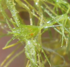 Chara aspera