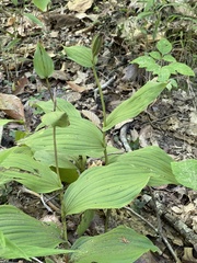 Cypripedium parviflorum