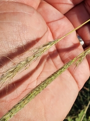 Bothriochloa laguroides