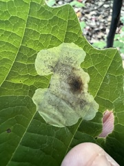 Cameraria hamameliella