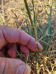 Bothriochloa laguroides
