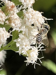 Eutricharaea