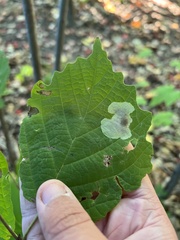 Cameraria hamameliella