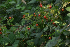 Rosa nutkana