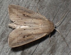 Leucania phragmitidicola