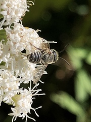 Eutricharaea