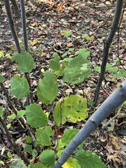 Cameraria hamameliella