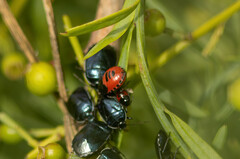 Canthophorus melanopterus