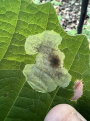 Cameraria hamameliella