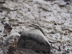 Emoia atrocostata