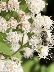 Eutricharaea