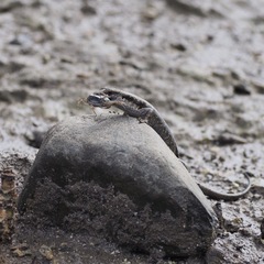 Emoia atrocostata