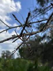 Argiope florida