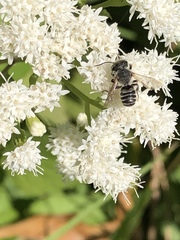 Eutricharaea