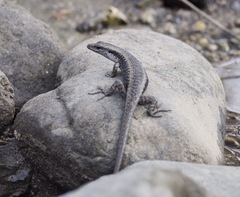 Emoia atrocostata