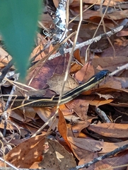 Thamnophis elegans elegans