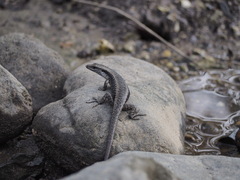 Emoia atrocostata