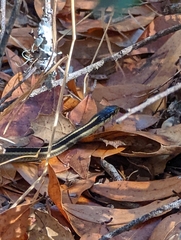 Thamnophis elegans elegans