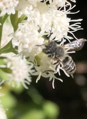 Eutricharaea