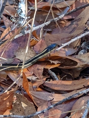 Thamnophis elegans elegans
