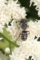 Eutricharaea