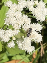 Eutricharaea