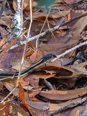 Thamnophis elegans elegans