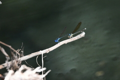 Argia oculata