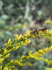 Myzinum quinquecinctum