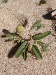 Euphorbia polygonifolia