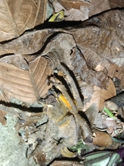 Phoneutria boliviensis