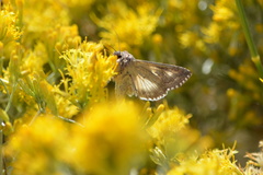 Autographa