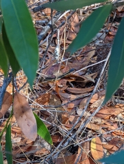 Thamnophis elegans elegans