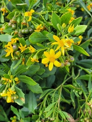 Osteospermum moniliferum