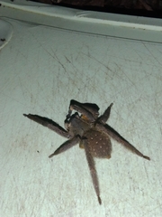 Phoneutria boliviensis