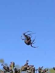 Metepeira labyrinthea