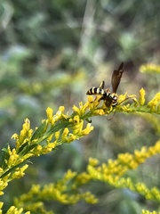Myzinum quinquecinctum
