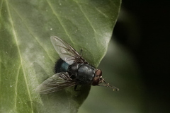 Calliphorinae