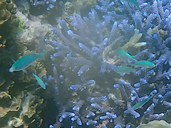 Chromis atripectoralis